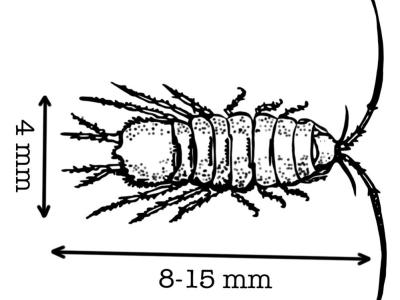 Fiche élevage de l'aselle (Asellus aquaticus)