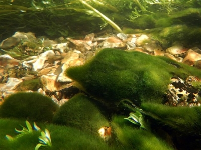 Les algues