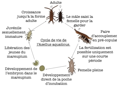 La reproduction des aselles