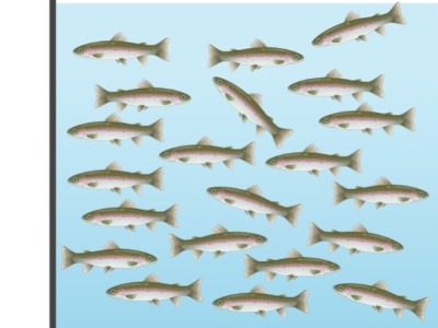 La densité d'élevage de la truite en aquaponie