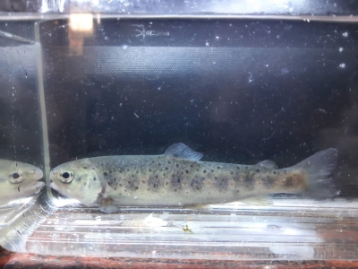 Fiche conseil maintenance et élevage de la Truite Fario (Salmo trutta)