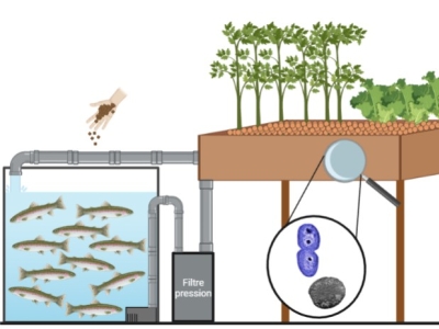 Comment bien démarrer son système aquaponique