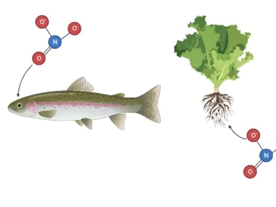 Les nitrates en aquaponie