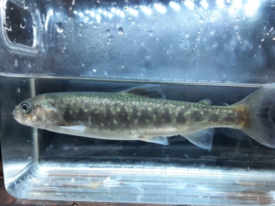 Fiche conseil maintenance et élevage de l'Omble Chevalier (Salvelinus alpinus)